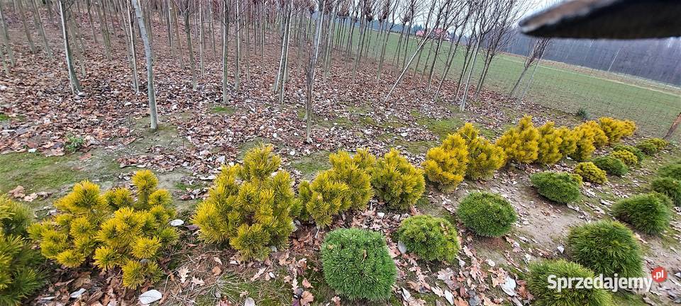 sosna kosodrzewina Carsten Skała