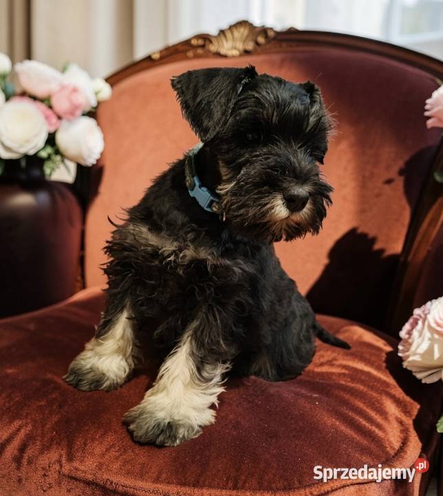 Sznaucer miniaturowy czarno srebrny FCI dolnośląskie
