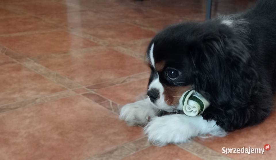 Cavalier King Charles Spaniel piesek Tricolor Częstochowa