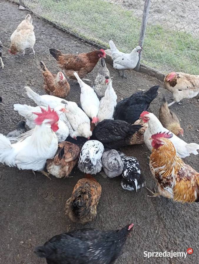 Jaja lęgowe kur mix niosek lilputki liliputy Drób i ptactwo Krasnystaw sprzedam