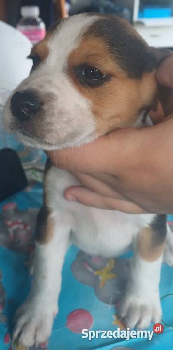 Beagle szczeniaki Piotrków Trybunalski
