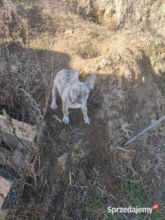 Buldog francuski lilac merle Wronki