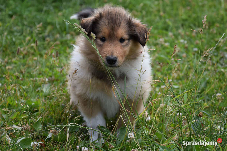 Owczarek szkocki długowłosy collie ZKwPFCI Połazie Świętochowskie
