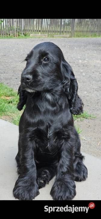 Cocker Spaniel Angielski Zwierzęta opolskie Jasienie