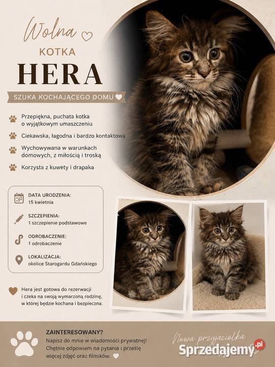 Maine coon kocięta Starogard Gdański