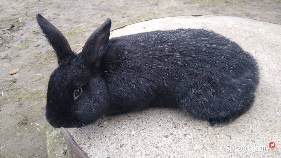 Króliki mieszańce WJS z wiedeński