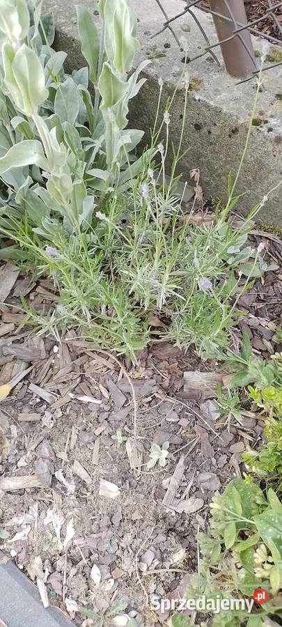 Sadzonka Lawenda wąskolistna niebieska Liściaste Ogród Wieliczka