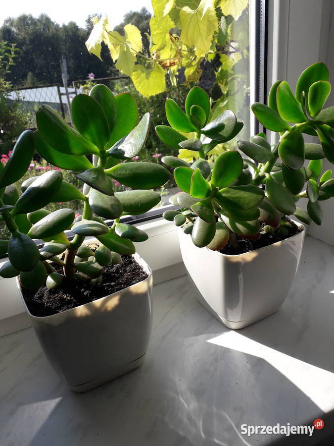 Kwiat doniczkowy grubosz drzewko szczęścia Skoczów sprzedam