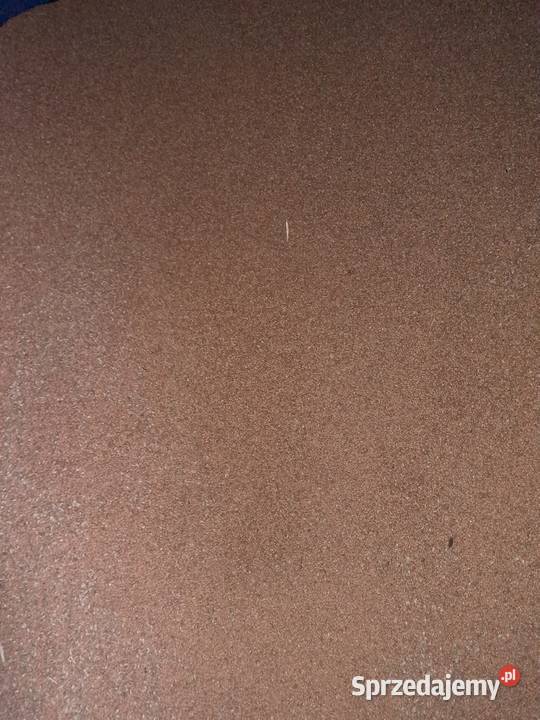 Pszenica patras zbiór 2025 Zboża Pcim sprzedam