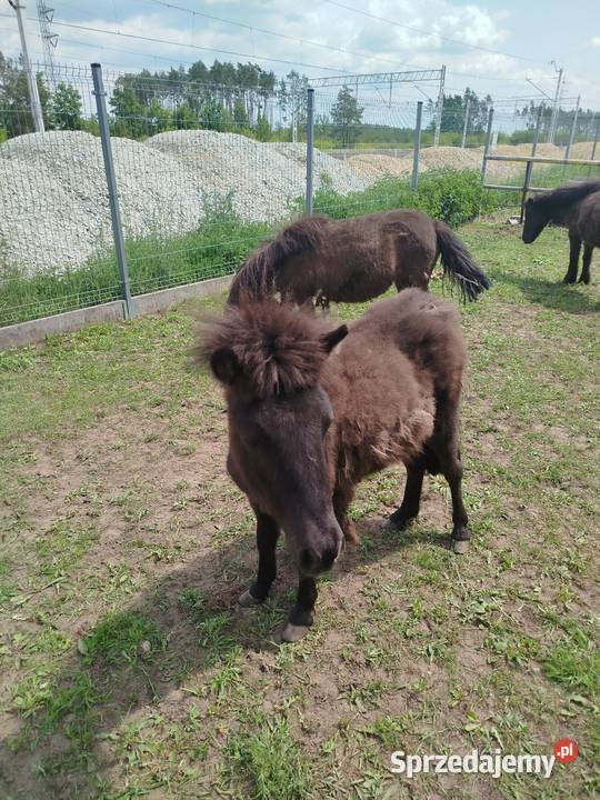Sprzedam kocyki ogierki młode wielkopolskie Września