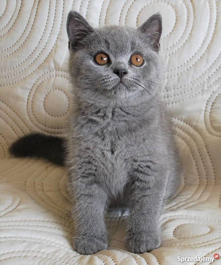 kocięta brytyjskie z rodowodem WCF Lublin