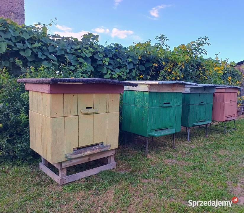 Ule wielkopolskie 12 ramkowe z pełną nadstawką Rolnictwo Siostrzytów