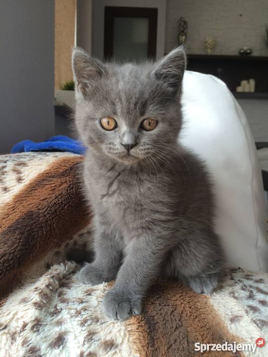 Kocięta brytyjskie zwisłouche nowy miot Gdańsk
