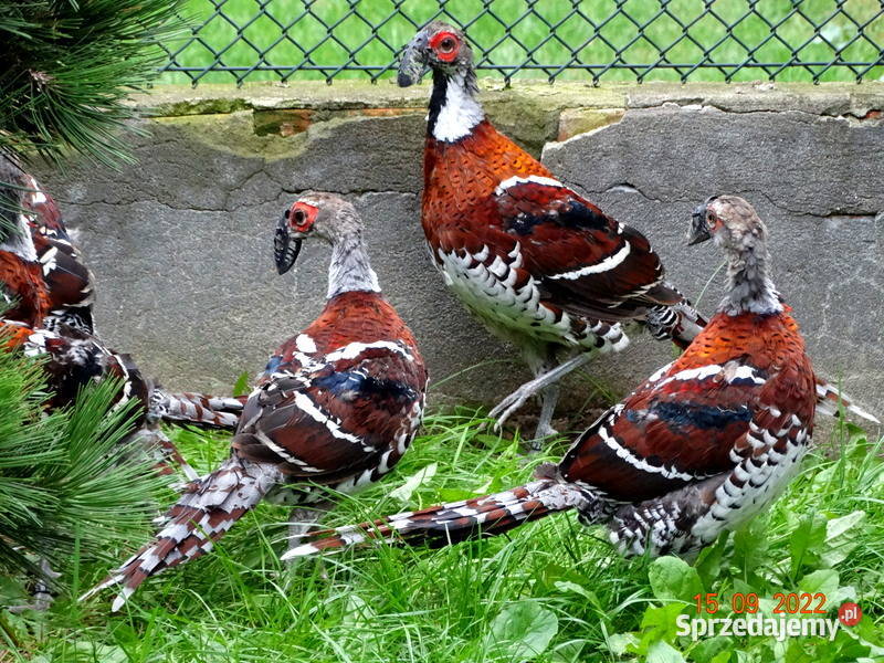 Sprzedam Bażanty Kasztanowe Bażant z 2022r Samce Gostyń
