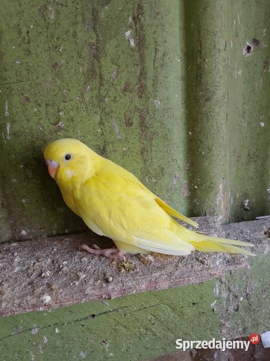 Sprzedam młode papugi faliste Jadachy