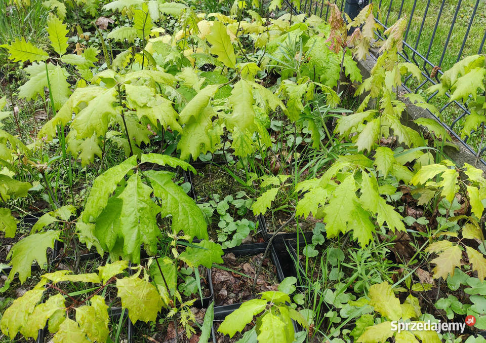 Sadzonki w doniczkach dąb czerwony Quercus rubra Iwonicz