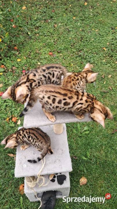 koty Bengalskie