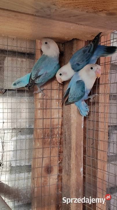 Papugi Nierozłączki Kleczanów