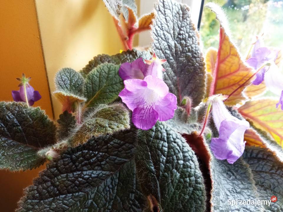 Oxalisy stale kwitnące i skrętniki Białystok