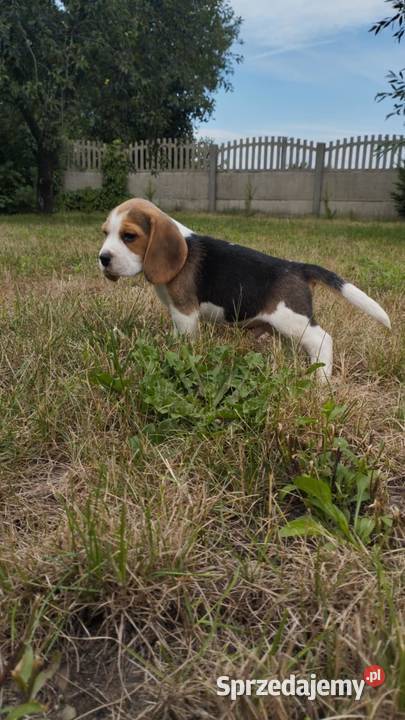 BEAGLE ŚLICZNE SUNIE I PIESKI DO ODBIORU Beagle