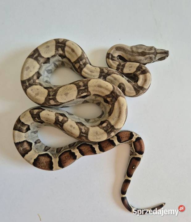 9 boa cesarski cb25 samica Chrzanów