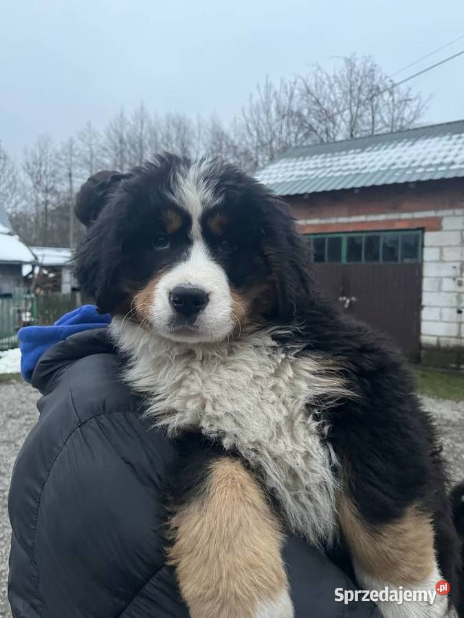 Berneński pies pasterski Blue Jagodnik