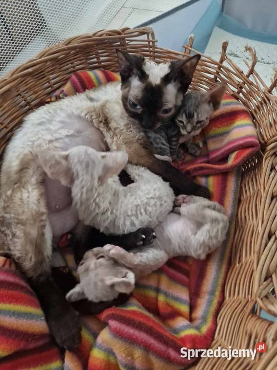 Kochane kotki Devon Rex Devon Rex Tuszyn