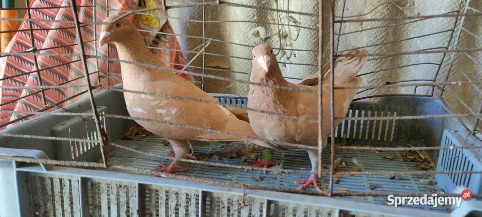 Golembie mulemansy żółte lubelskie Tokarówka