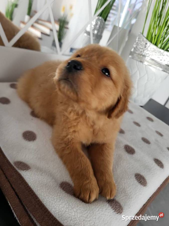Chłopaki Golden retriever ciemno złote maluszki Poręba