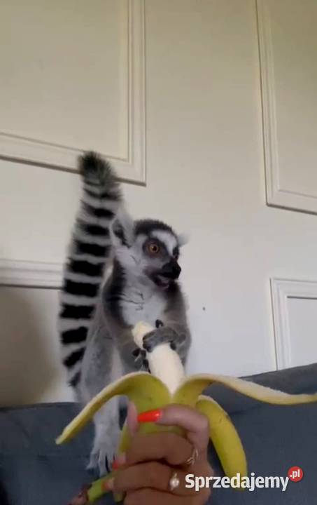 Sprzedam młode Lemury Katta Lemur catta oswojone Żory