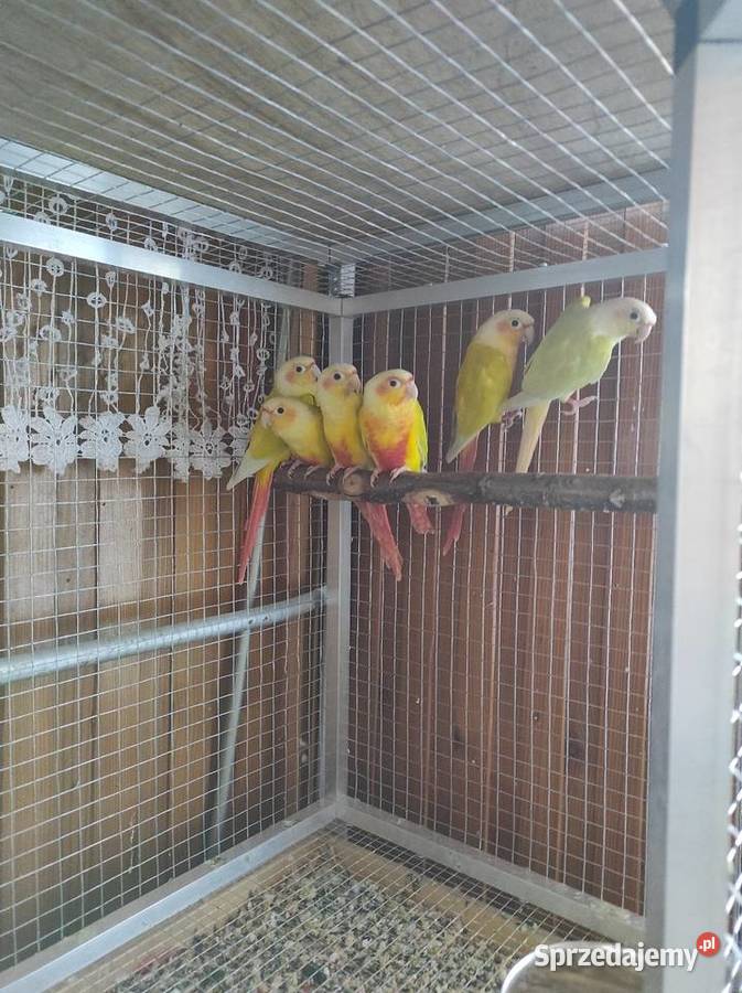 Rudosterki Ptaki Strumień