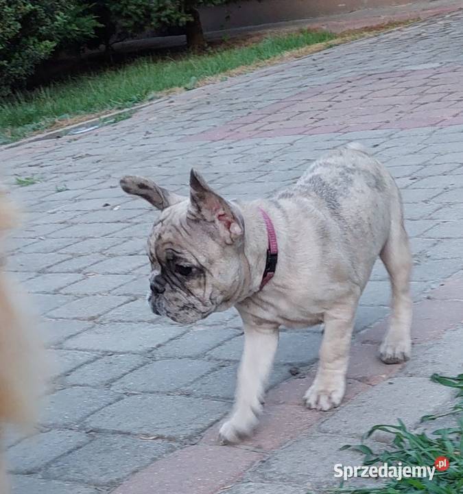 Buldog francuski szczeniaki Mogielnica