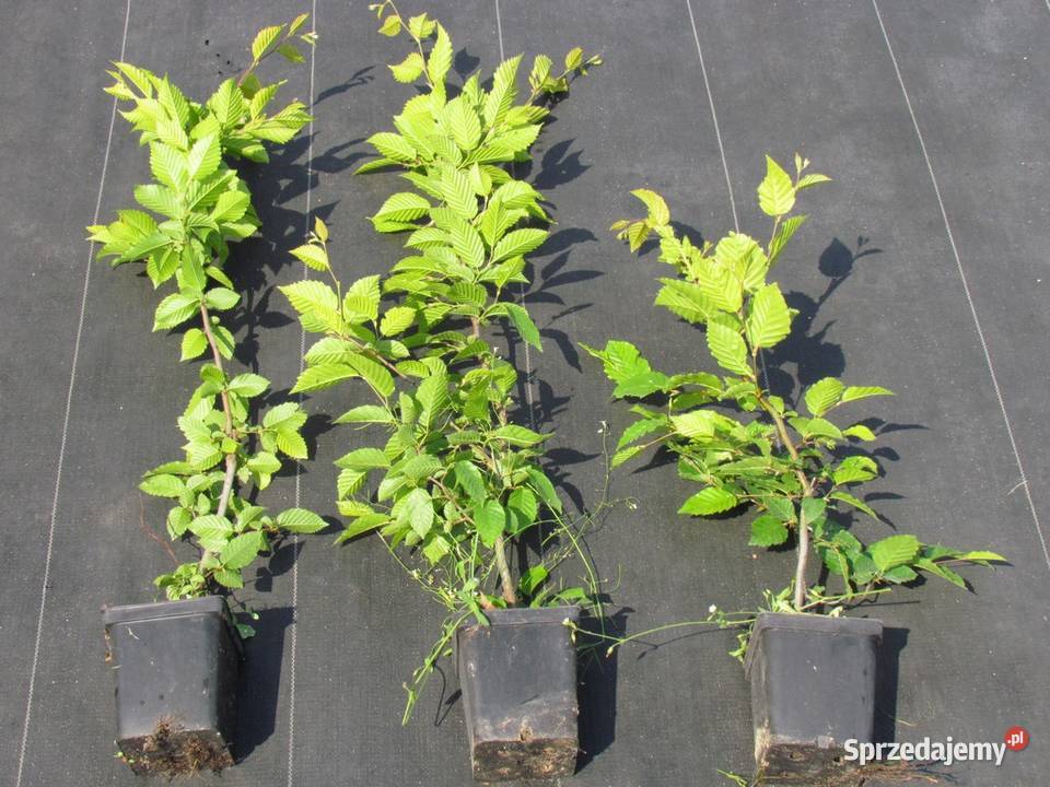 Grab Solidny żywopłot wiatrochronny z grabu duże Wisznice