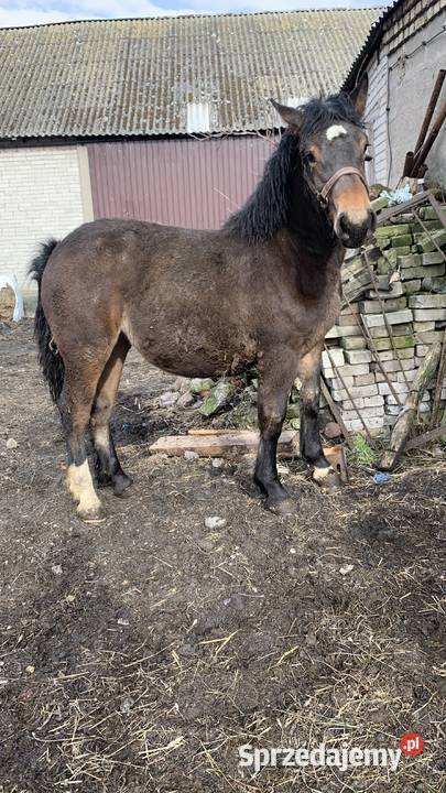 Sprzedam Zrebaki Waniewo