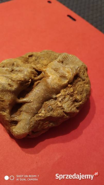 Skamieniałość ryby dwudysznej Tomaszów Mazowiecki