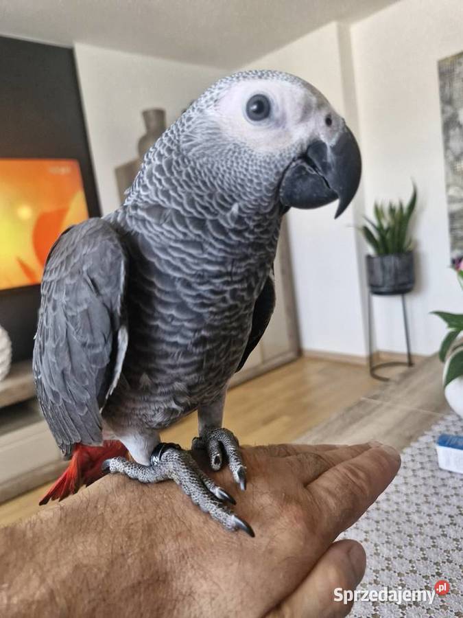 Żako samiczka ręcznie karmiona super oswojona z Ptaki Zakrzów Turawski