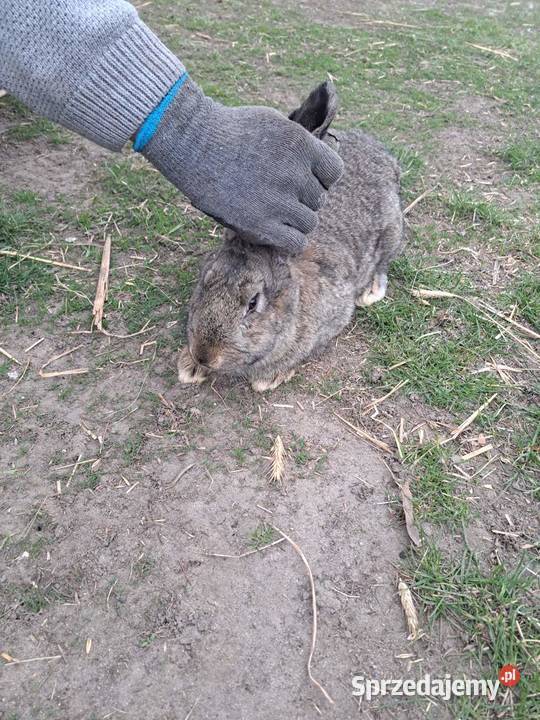 Król Olbrzym Belgijski 05 roczny Sanniki