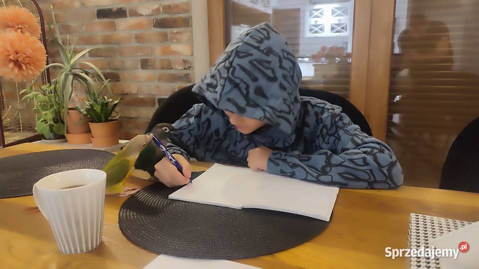 Sprzedam rudosterki z klatką i pełnym Myszków