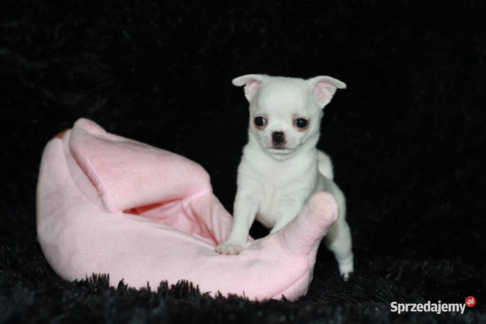 Chihuahua chłopiec ZKwP FCI Świnoujście