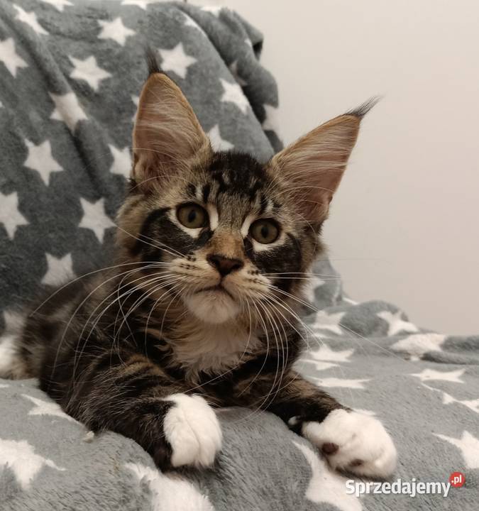 ELAN Mageli kocurek Maine coon Wrocław