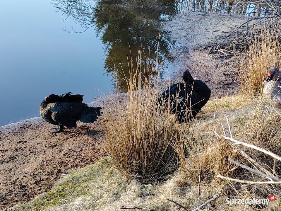 Sprzedam kaczora piżmowego w typKaczor piżmowy pomorskie Rytel