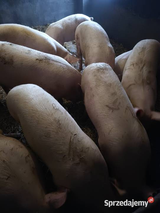 Sprzedam Tuczniki wymiennie na zboże Otałęż