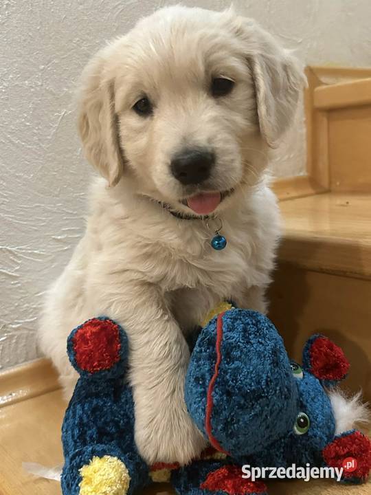 Golden Retriever biszkoptowy piesek Berni łódzkie Olsza
