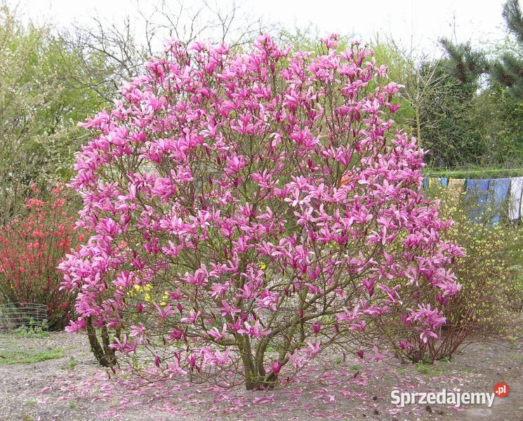 MAGNOLIA FIOLETOWA Magnolia liliflora NASIONA Lubanie
