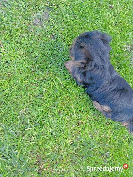 Yorkshire terrier dziewczynka
