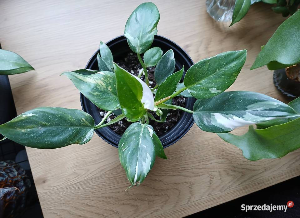 Philodendron White Princess śląskie Częstochowa