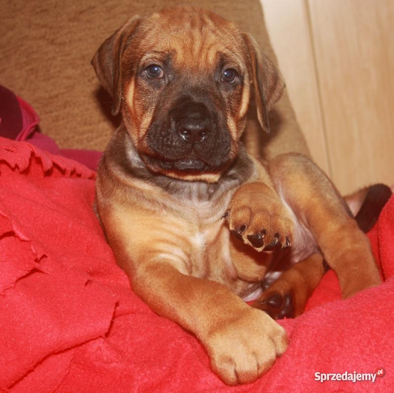 szczenięta Tosa Inu warmińsko-mazurskie Ełk