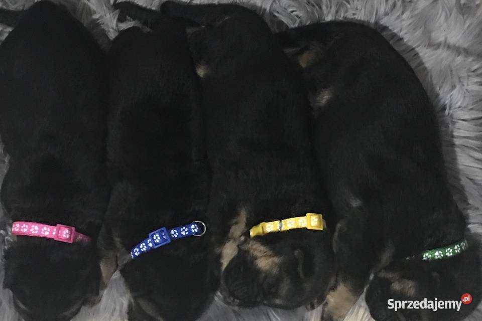 Owczarek niemiecki krótkowłosy szczeniaki