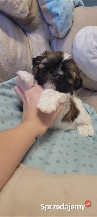 ShihTzu sunia Mokrsko