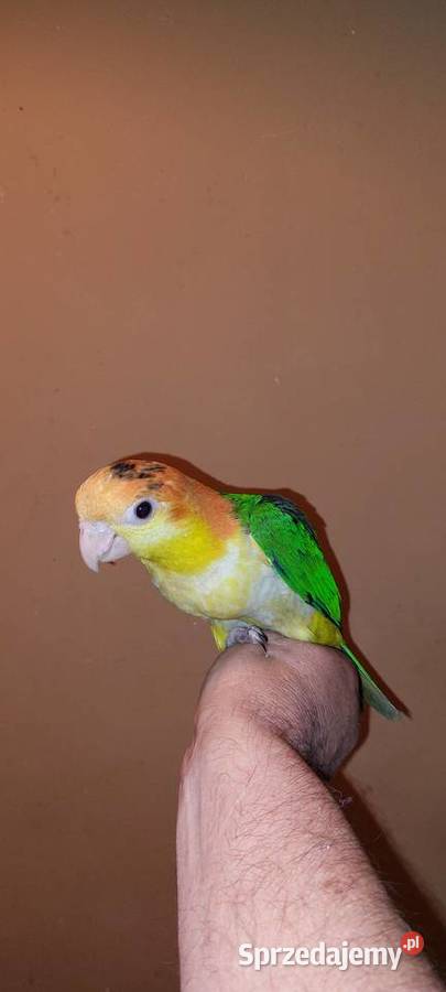 Barwinka białobrzucha recznie karmiona Wodzisław Śląski